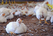 Unitățile din Botoșani care comercializează păsări vii au rămas temporar fără autorizații de funcționare