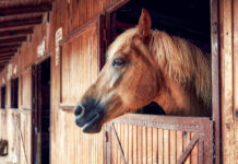 Bărbat din Botoșani, urmărit penal pentru că și-a bătut calul în mod repetat