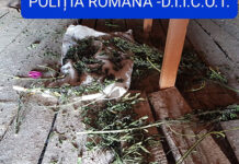 Tineri reținuți pentru trafic de droguri