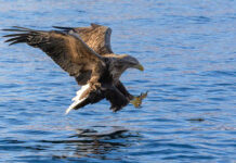Cea mai mare pasăre răpitoare din România a fost observată pe lacul de acumulare Stânca-Costești