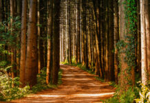 Mobilizare de forţe pentru căutarea unui bărbat de 78 de ani dat dispărut. A plecat la pădure şi nu a mai revenit acasă