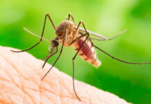Un nou caz de infectare cu virusul West Nile