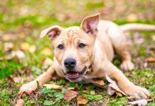 Percheziţii în Botoșani, la persoane suspectate că ar fi cupat urechile şi ar fi tăiat cozile unor câini. Au fost găsiţi peste 60 de câini ţinuţi în condiţii improprii