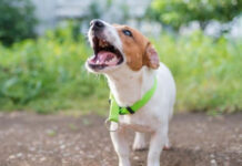 Un bărbat va executa 10 luni cu închisoare după ce câinele său a atacat o femeie